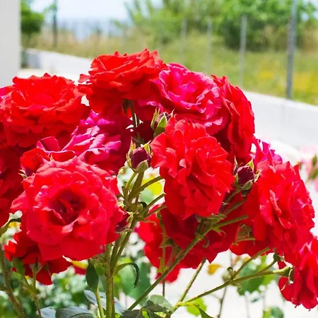 Serenity Άγιος Γεώργιος