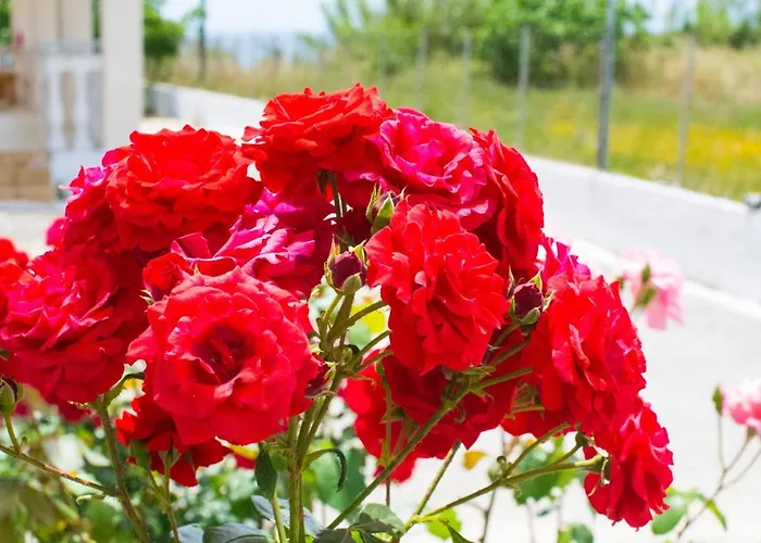 Serenity Agios Georgios (Corfu)